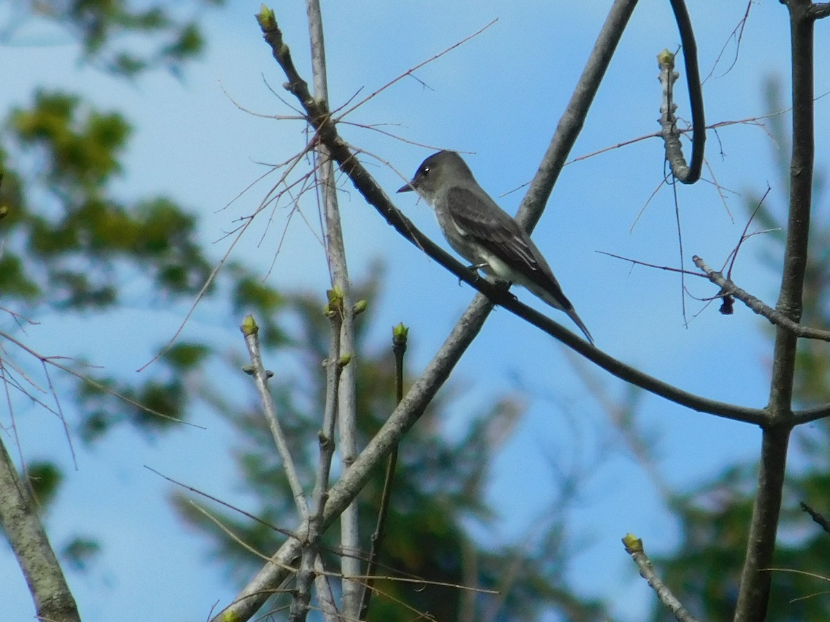 Olive-sided Flycatcher - ML635903464