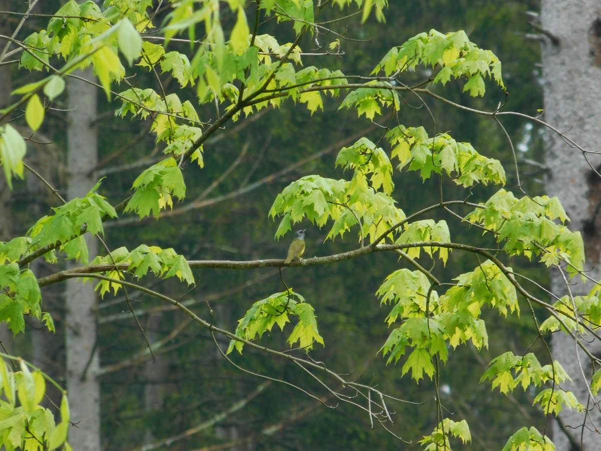 Mourning Warbler - ML635903495