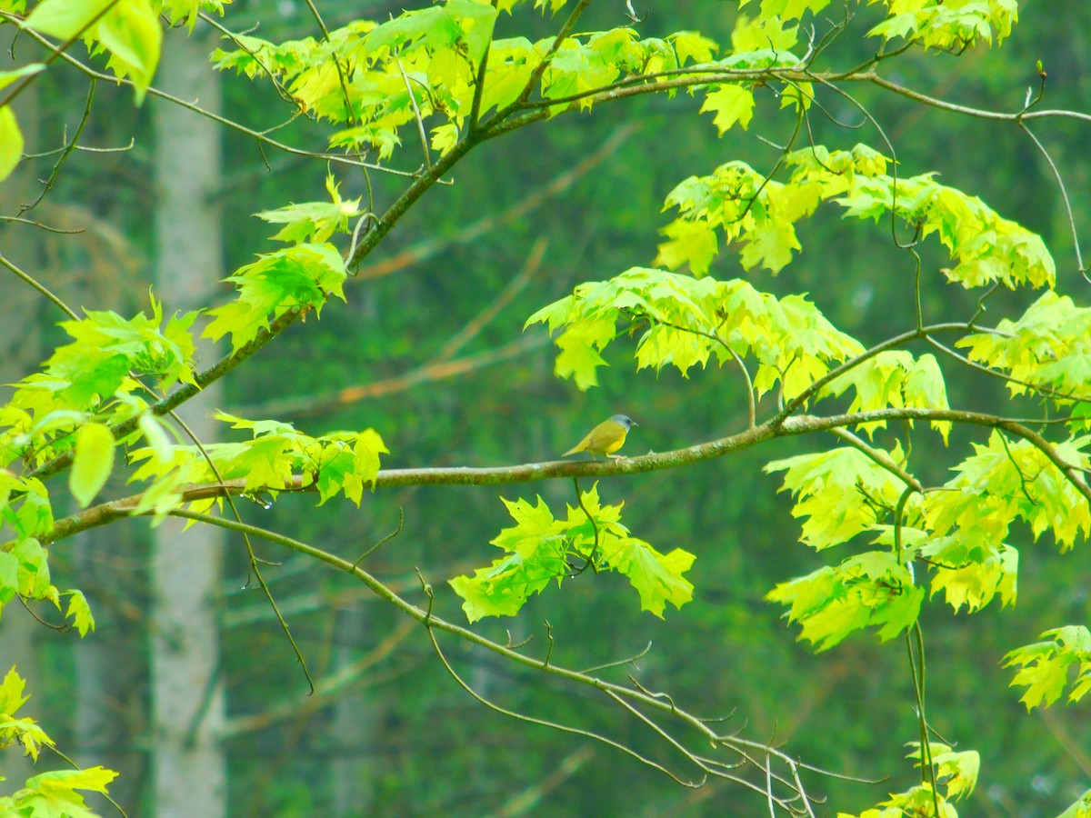 Mourning Warbler - ML635903497