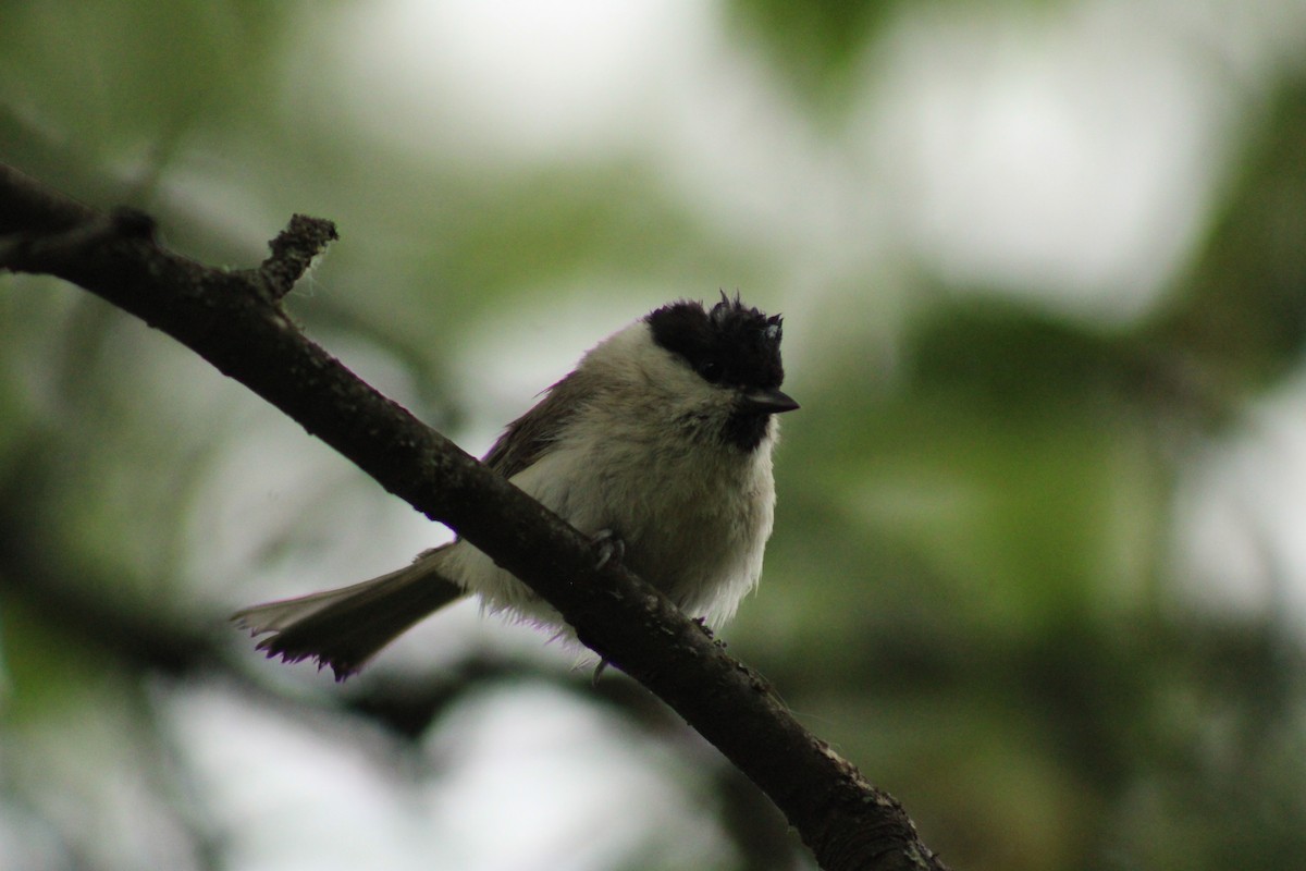 Marsh Tit - ML635903504