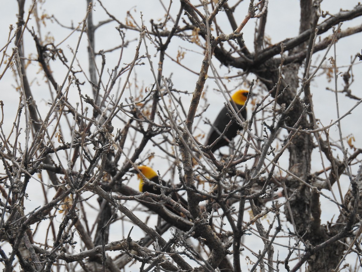 Yellow-headed Blackbird - Tim Ryan