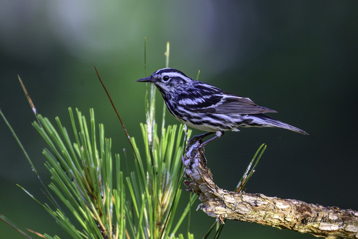 Black-and-white Warbler - ML635903527