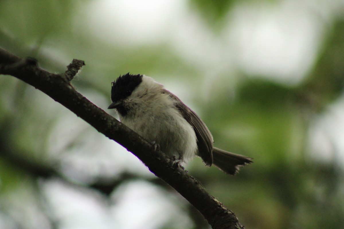 Marsh Tit - ML635903528