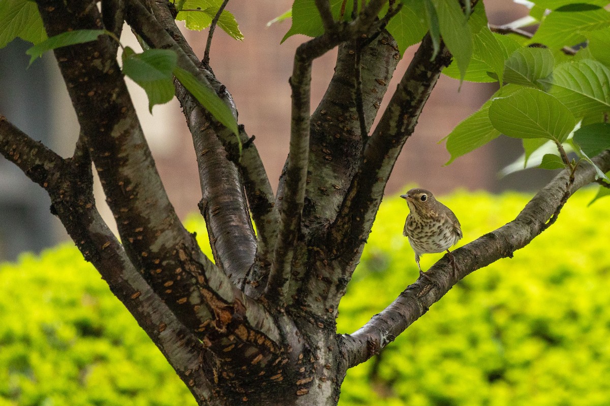 Swainson's Thrush - ML635903605