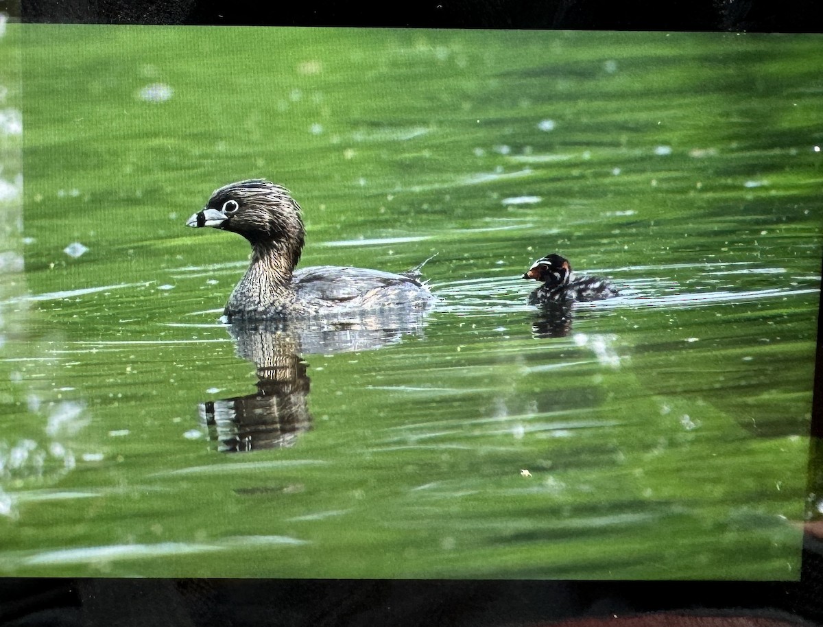 Pied-billed Grebe - ML635903828