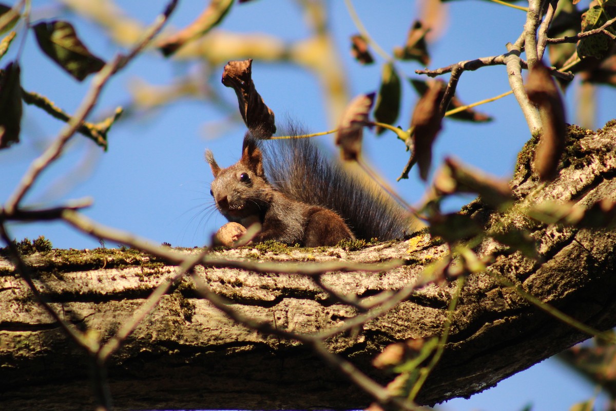 Eurasian Red Squirrel - ML635903852