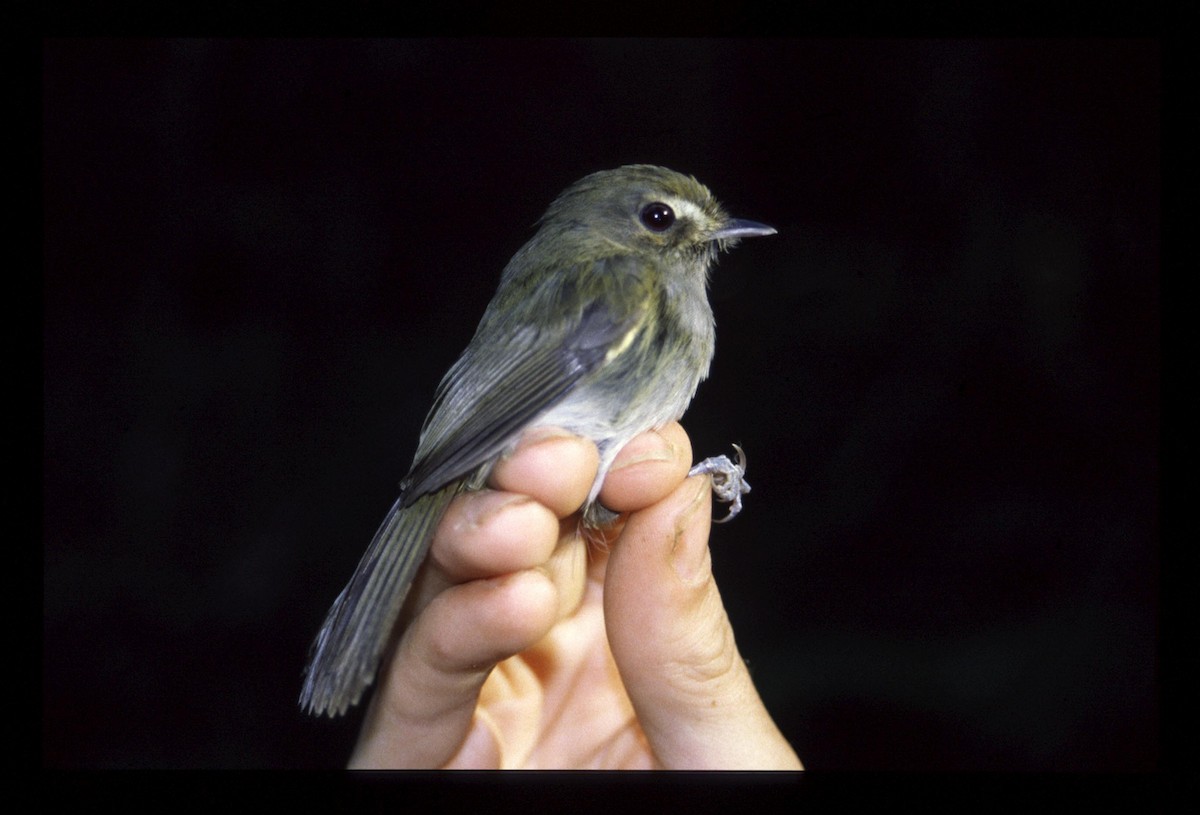 Drab-breasted Pygmy-Tyrant - ML635903906