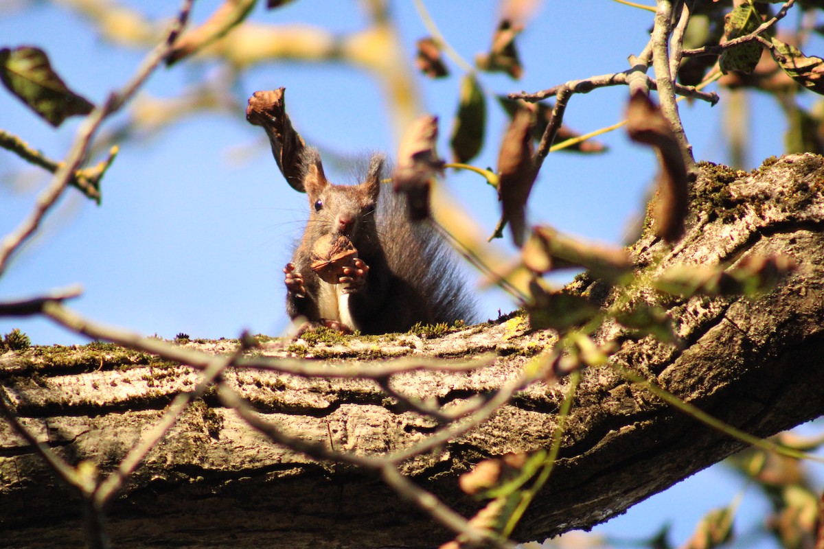 Eurasian Red Squirrel - ML635903933