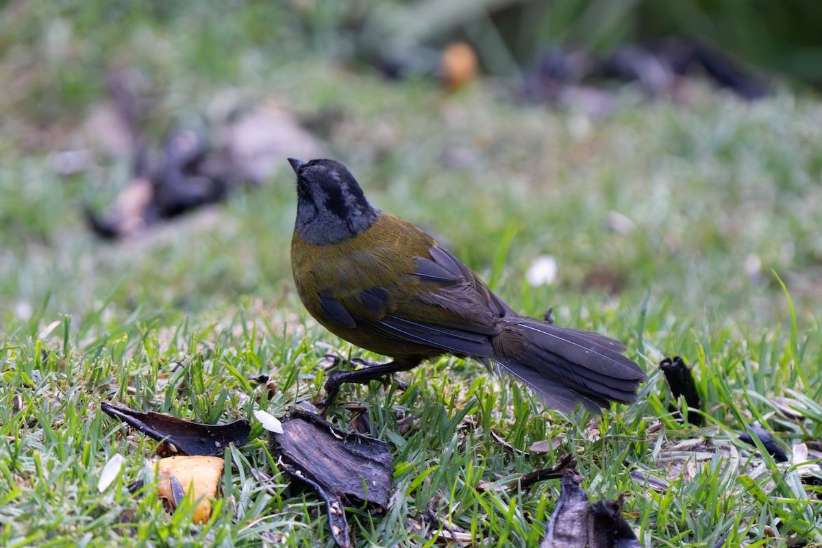 Large-footed Finch - ML635903976
