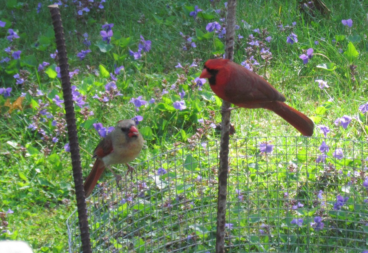 Northern Cardinal - ML635904038