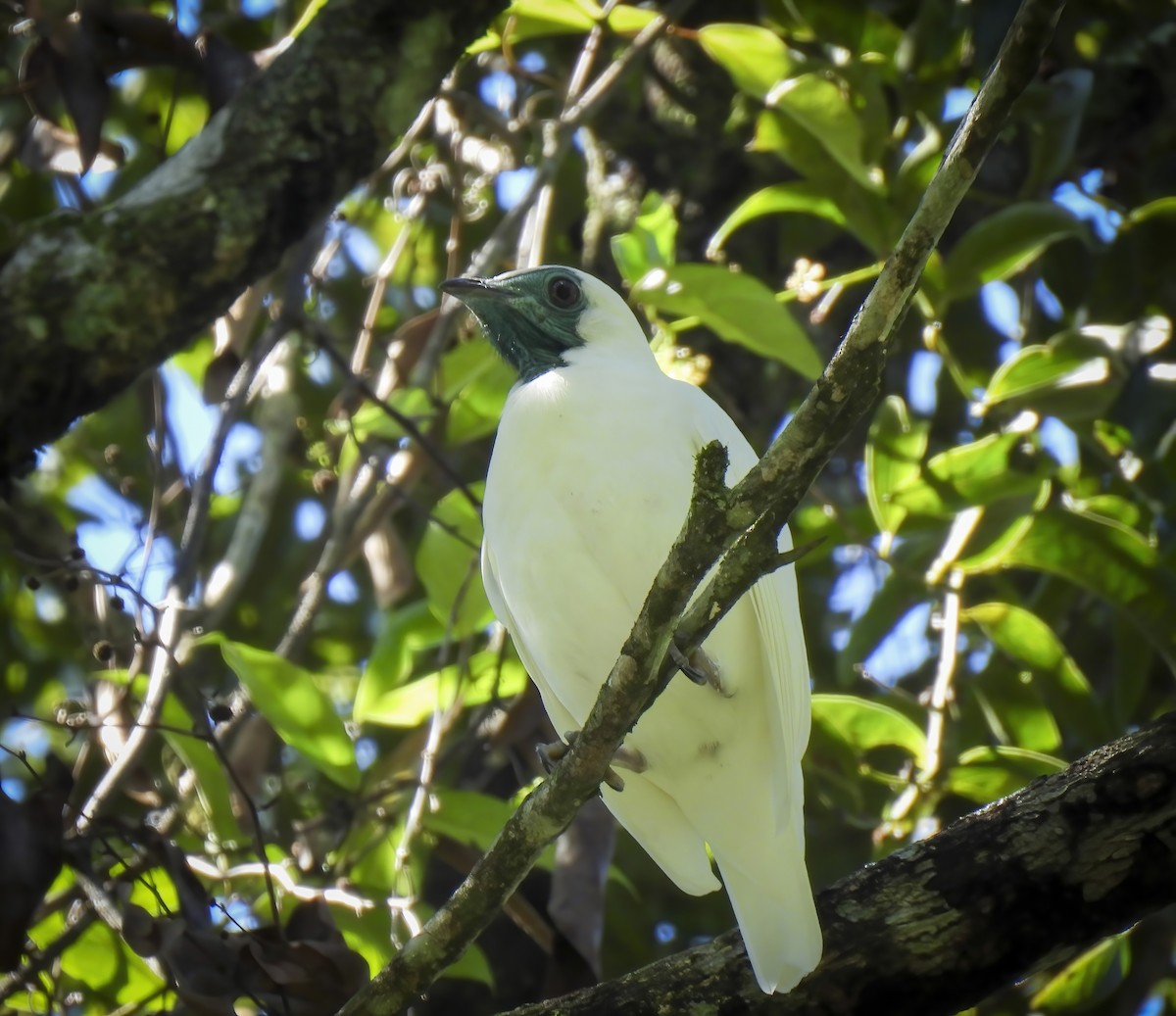 Bare-throated Bellbird - ML635904122