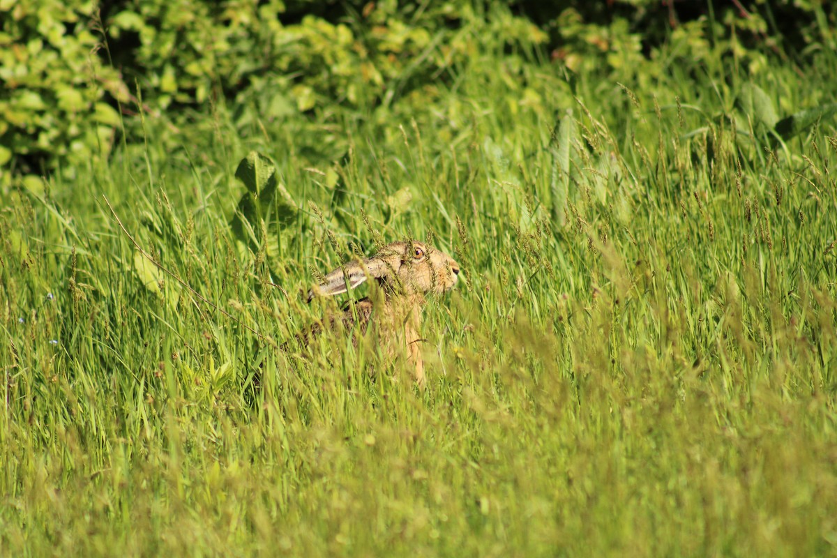 Brown Hare - ML635904179