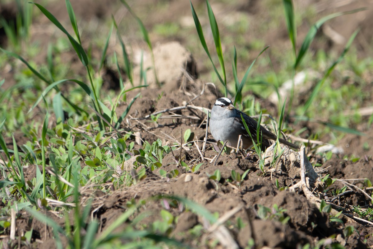 White-crowned Sparrow - ML635904197