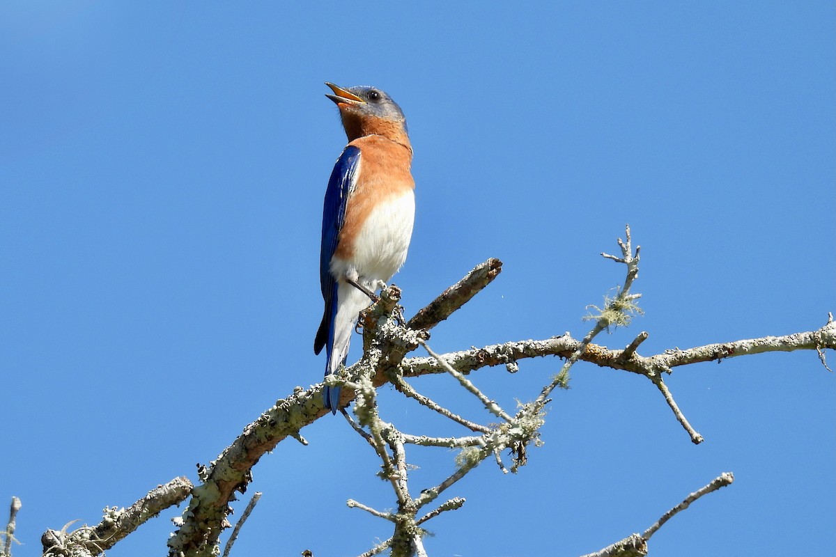 Eastern Bluebird - ML635904238