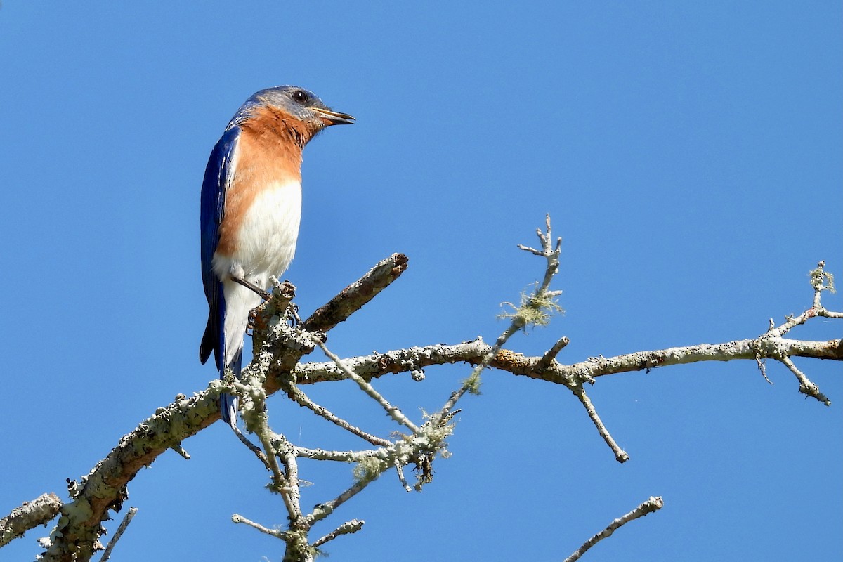 Eastern Bluebird - ML635904239