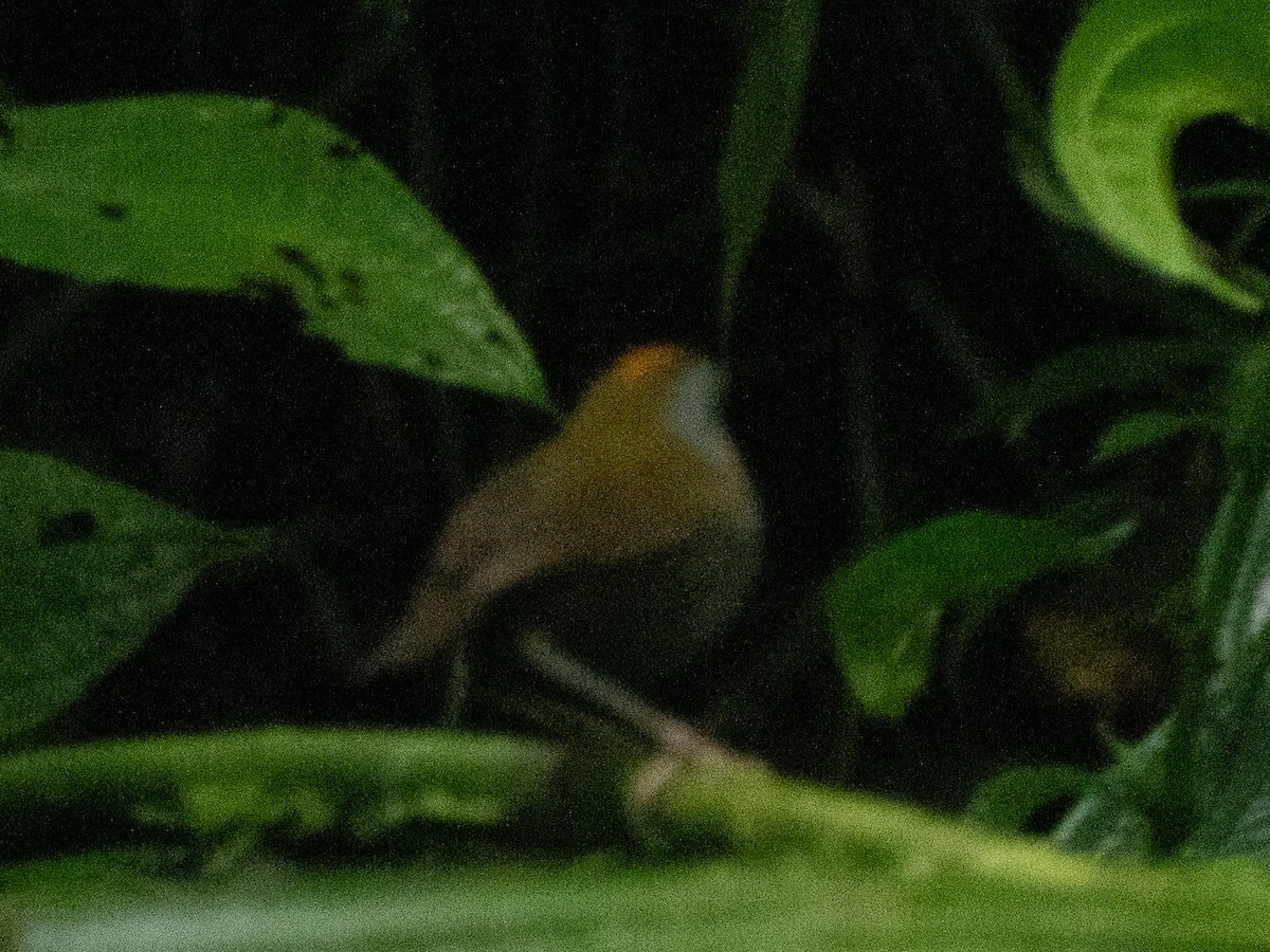 Wrenthrush - ML635904337