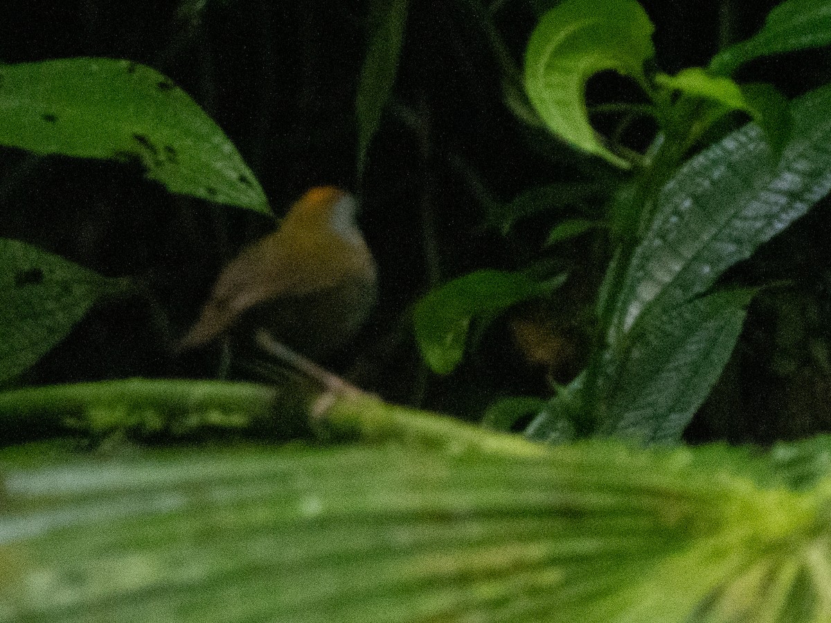 Wrenthrush - ML635904338