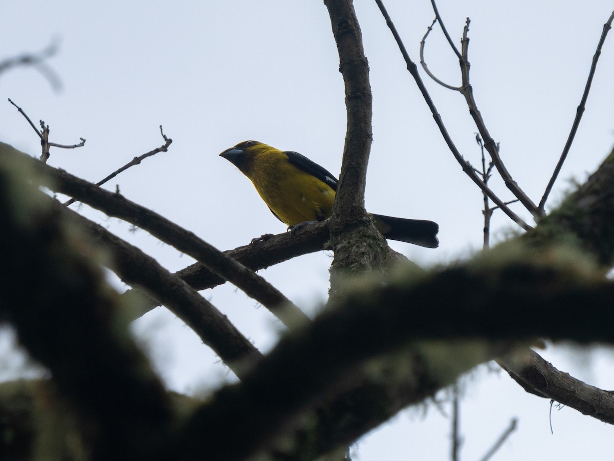 Black-thighed Grosbeak - ML635904373