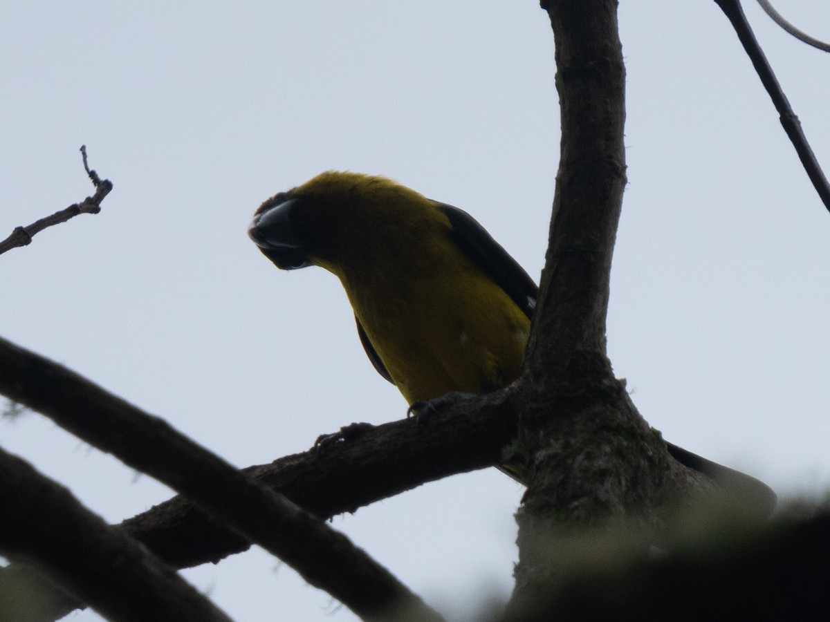 Black-thighed Grosbeak - ML635904374