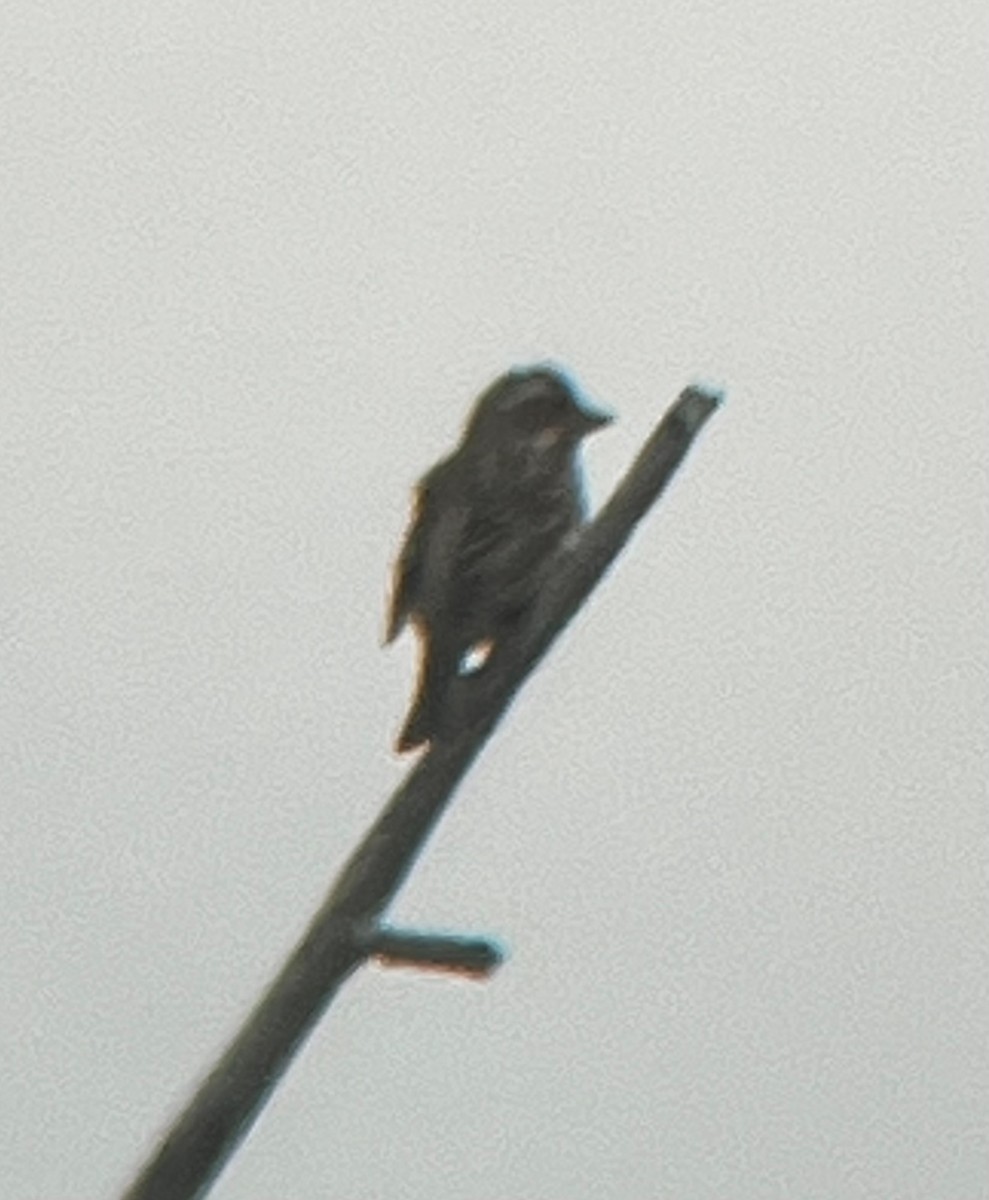 Cassin's Finch - ML635904549