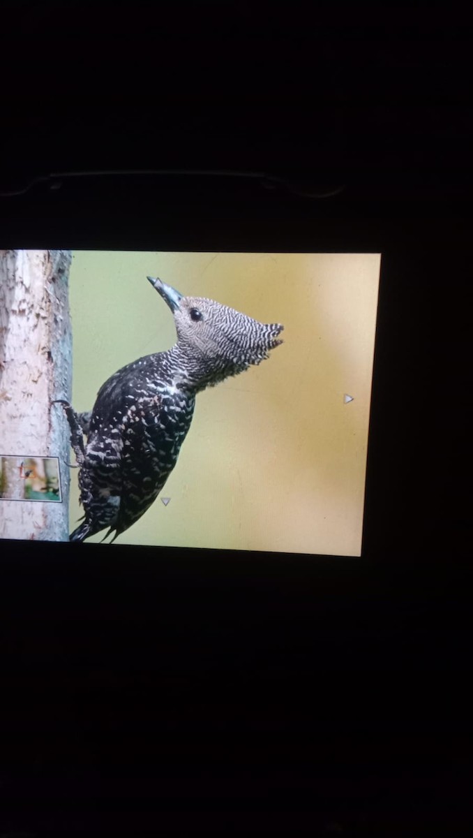 Zebra Woodpecker - ML635904650