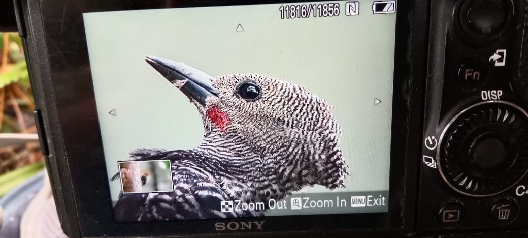 Zebra Woodpecker - ML635904651