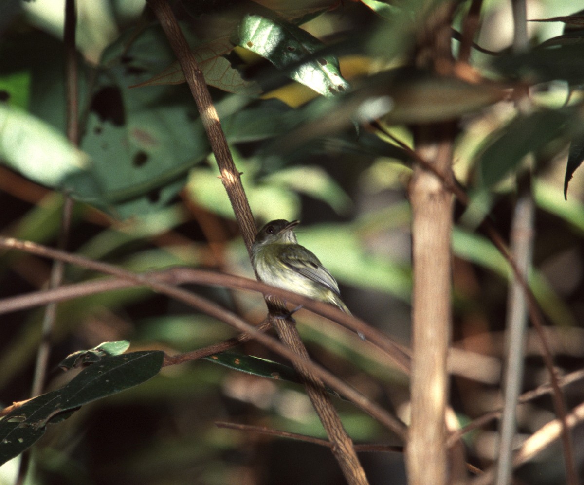 Snethlage's Tody-Tyrant - ML635904667