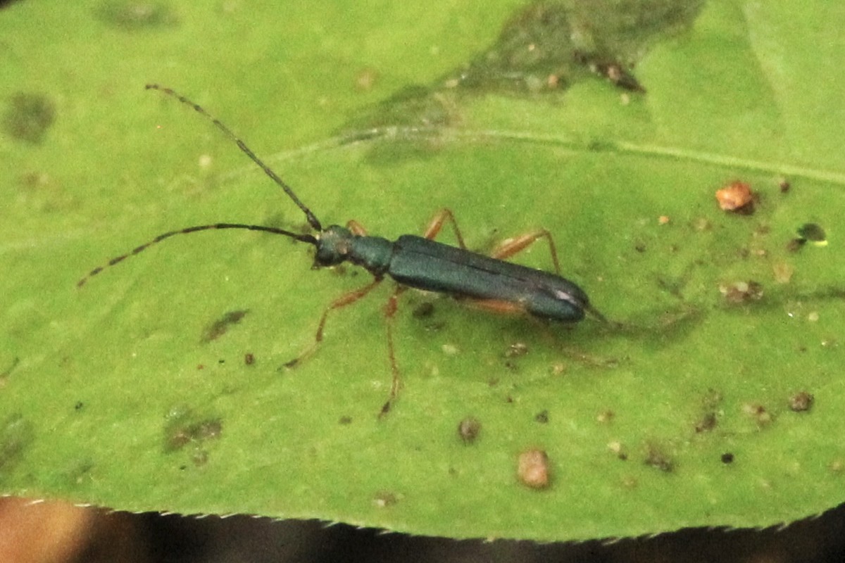 Oak Bark Scaler - ML635904673