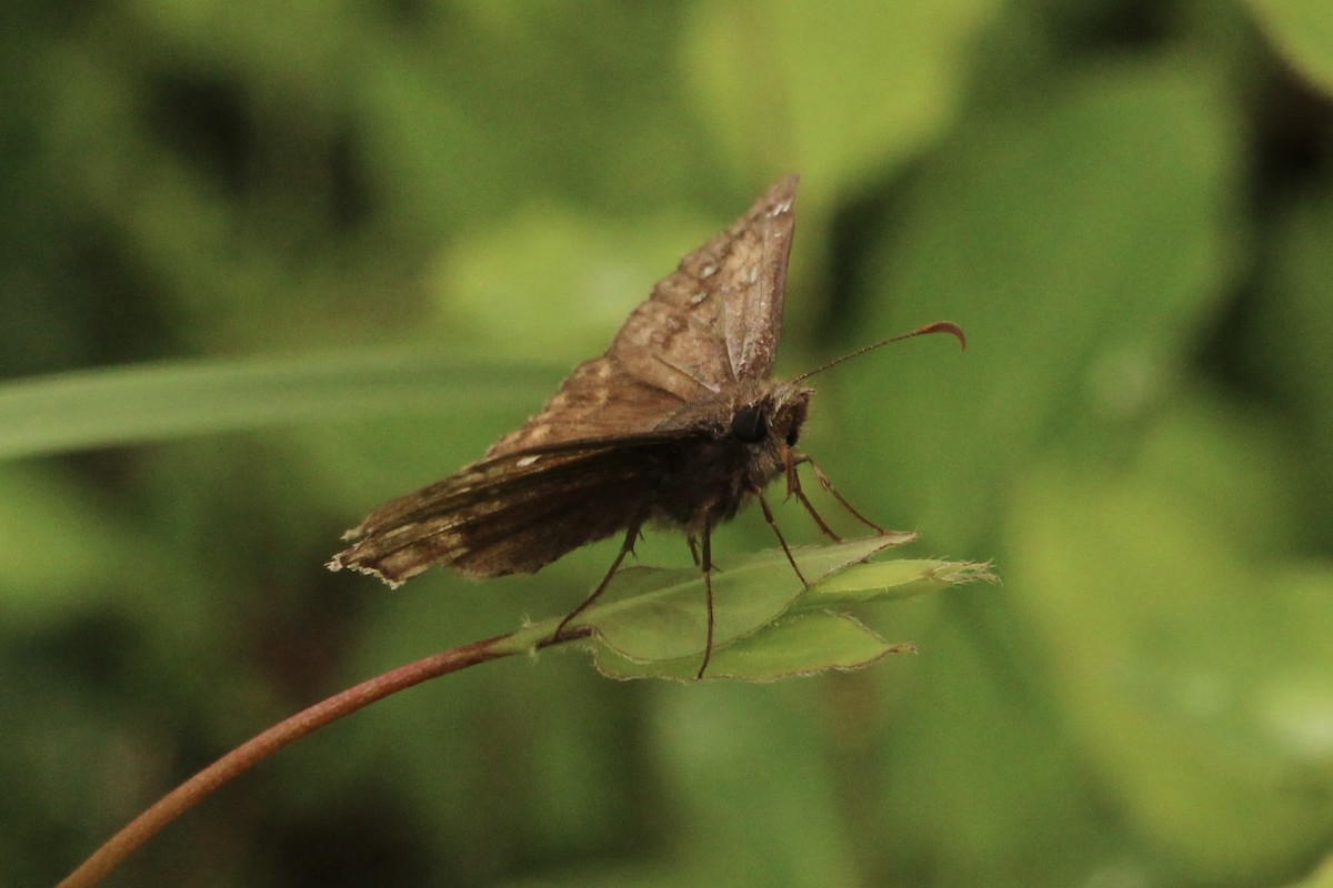 Juvenal's Duskywing - ML635904674