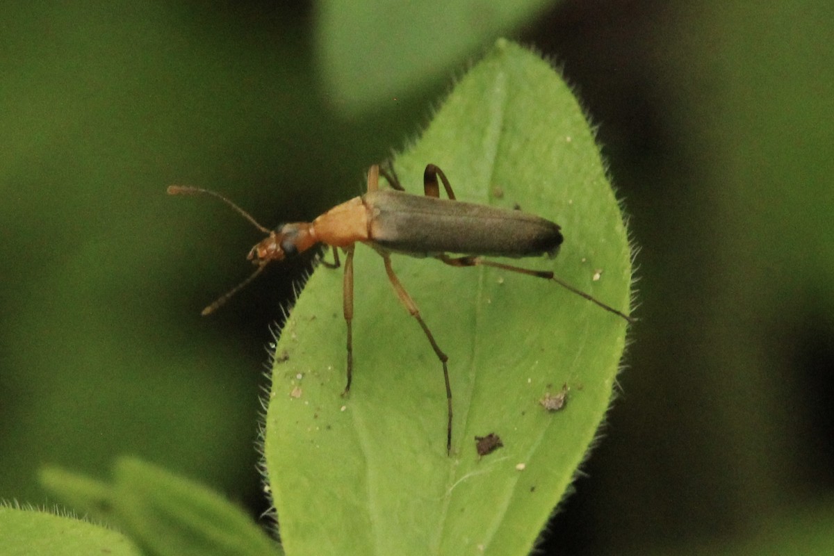 False Leptura Beetle - ML635904675