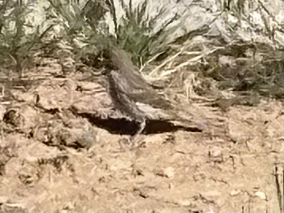 Lark Bunting - ML635904915