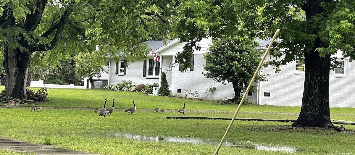 berneška velká - ML635904929