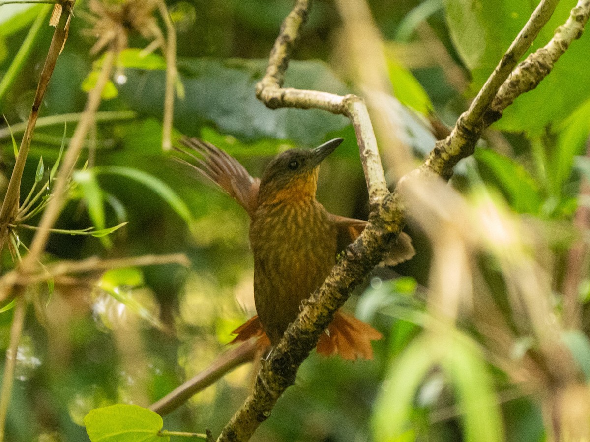 Streak-breasted Treehunter - ML635904936