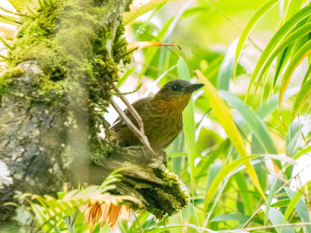 Streak-breasted Treehunter - ML635904937