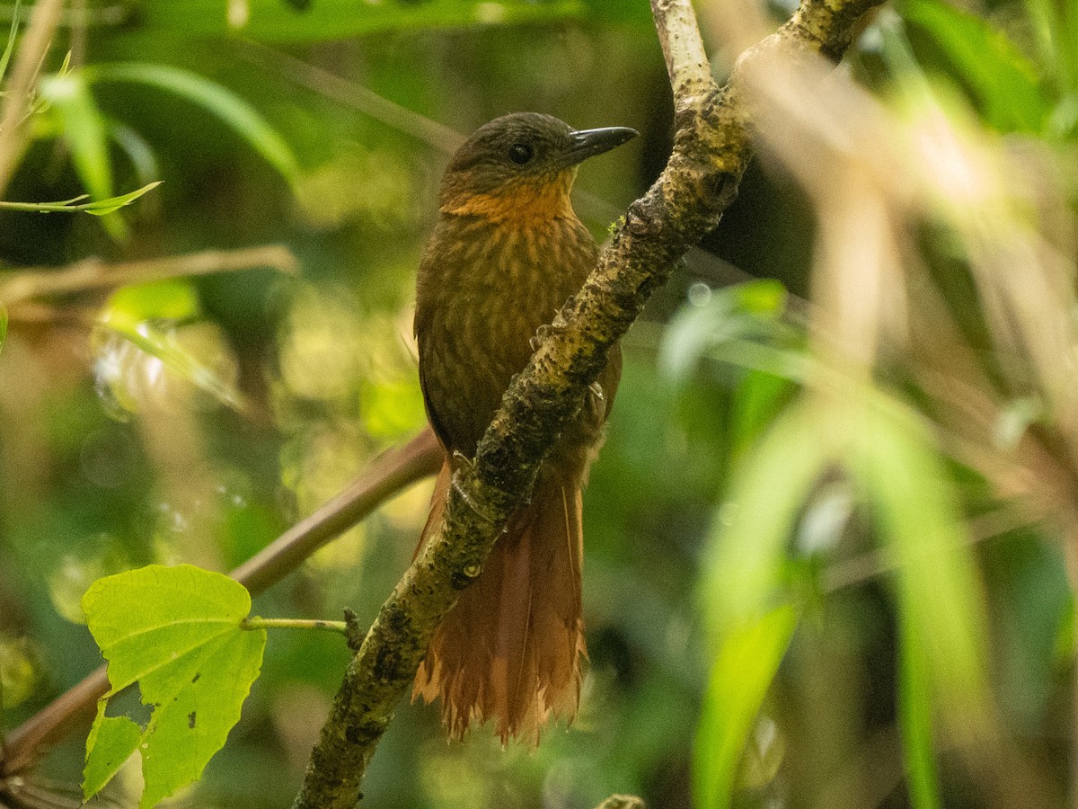 Streak-breasted Treehunter - ML635904938