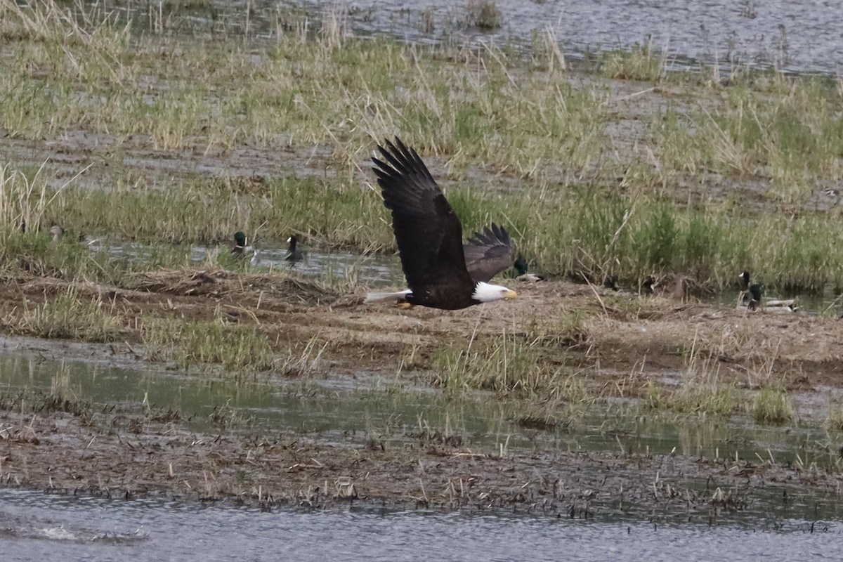 Bald Eagle - ML635904992