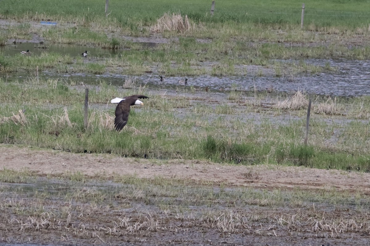 Bald Eagle - ML635904993