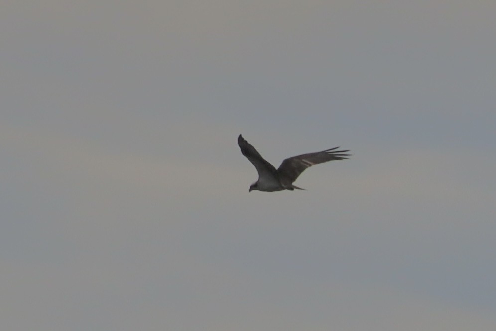 Falco pescatore - ML635905012