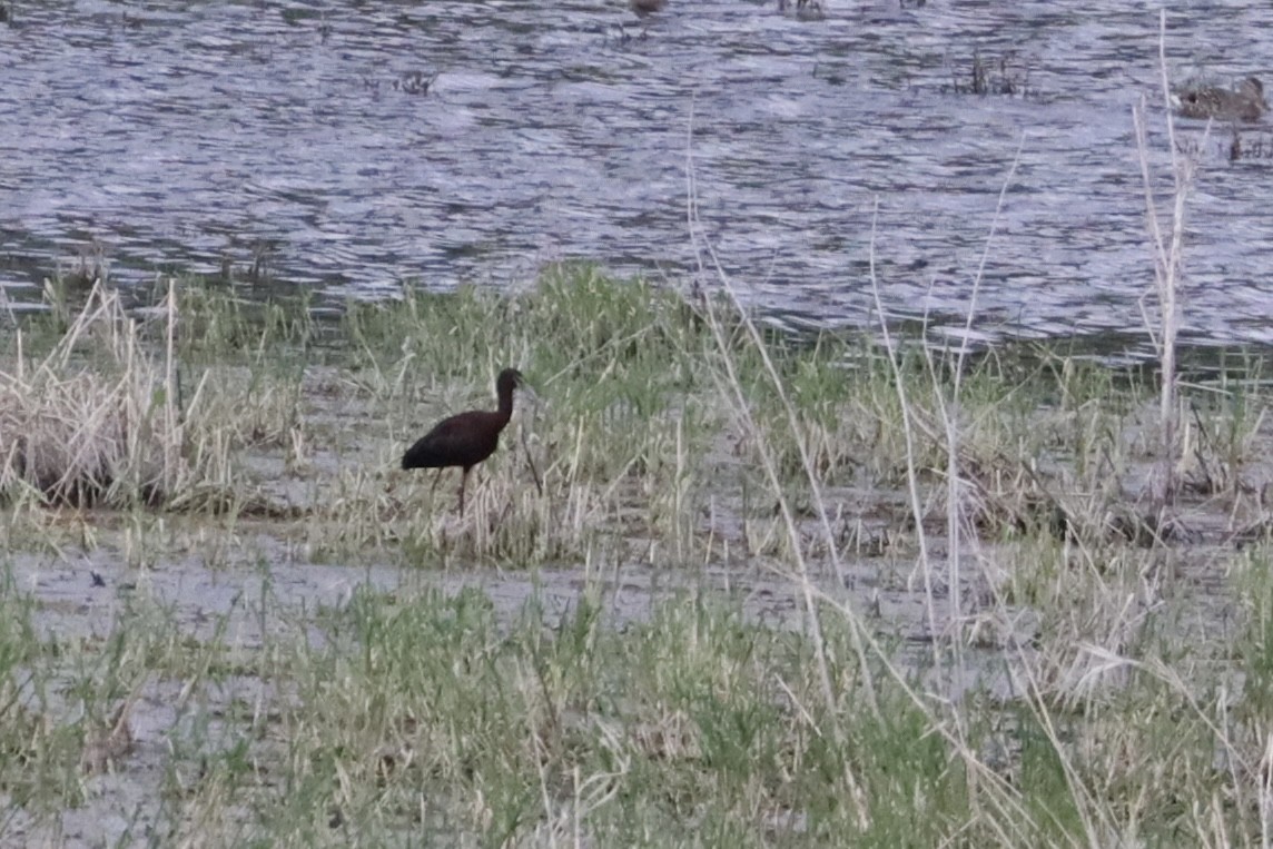 White-faced Ibis - ML635905026