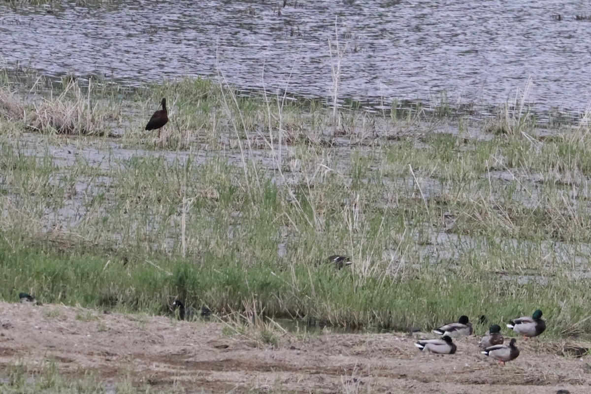 White-faced Ibis - ML635905027