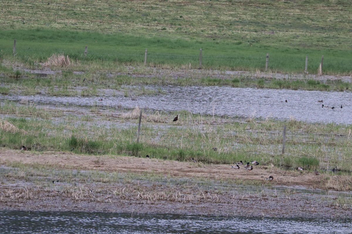 White-faced Ibis - ML635905030