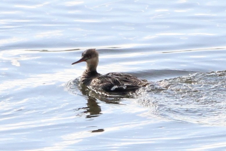 morčák prostřední - ML635905088