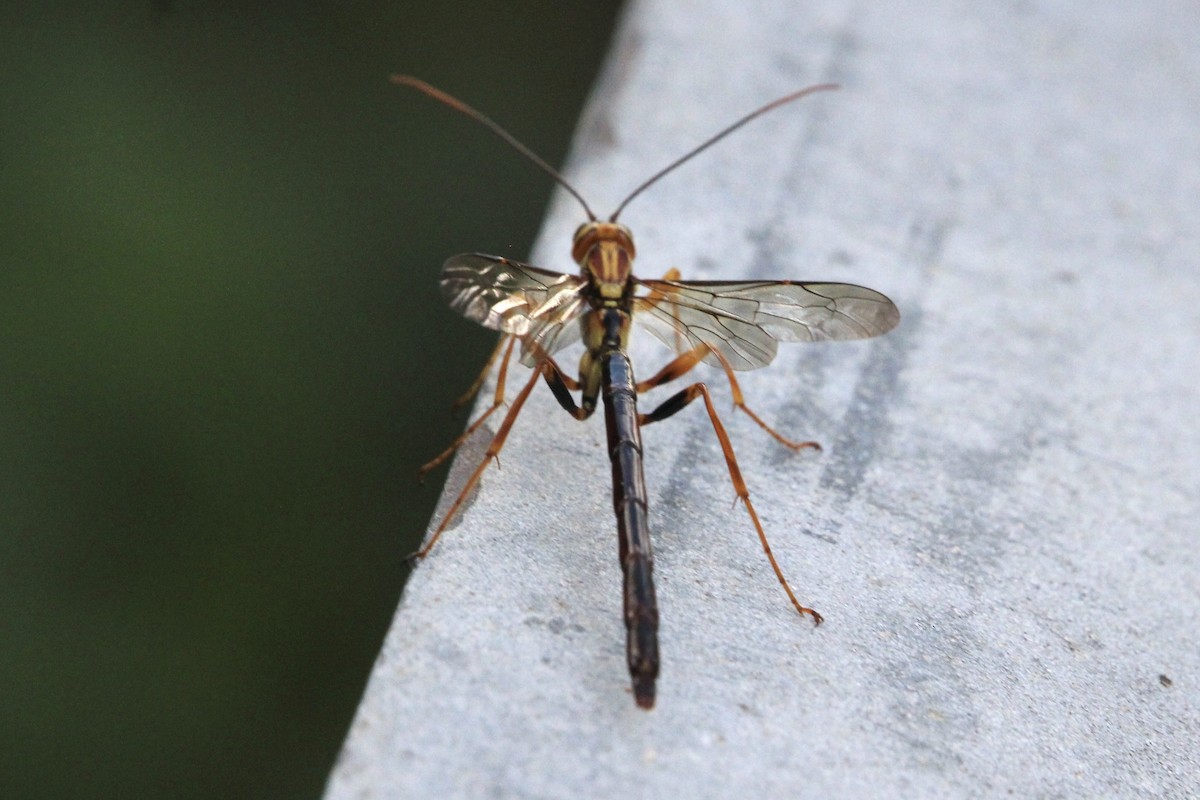 Black Giant Ichneumonid Wasp - ML635905121