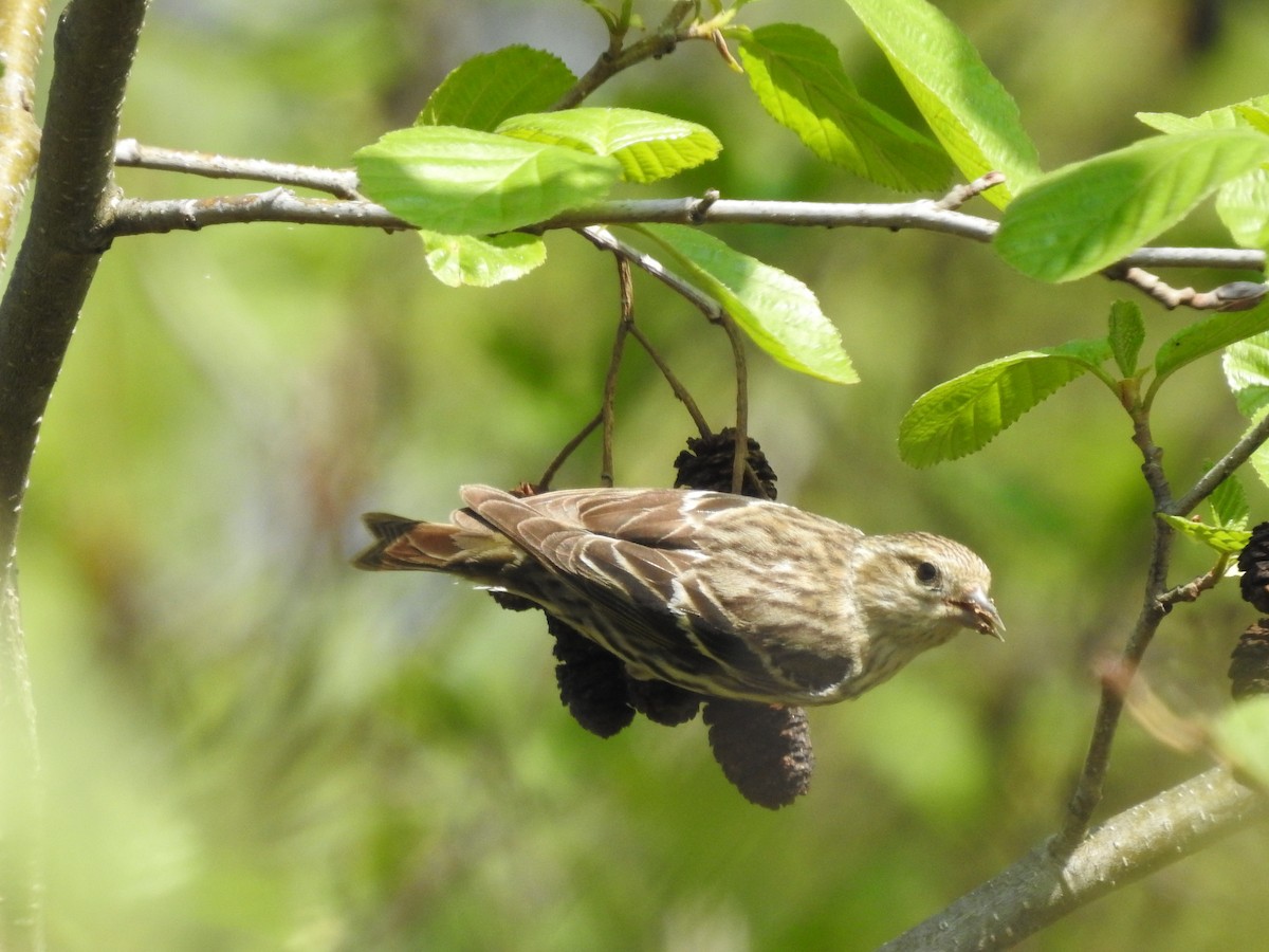 Pine Siskin - ML635905123