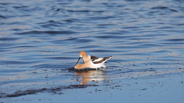 American Avocet - ML635905211