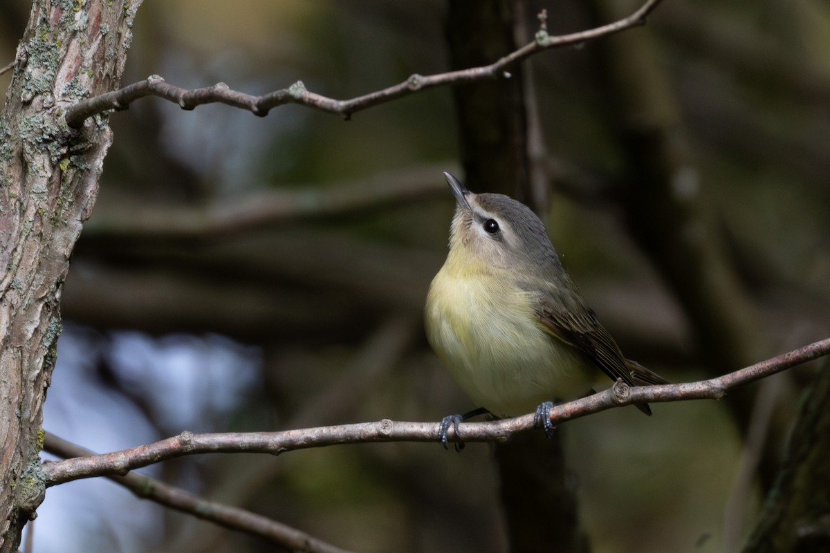 Eastern Warbling Vireo - ML635905297