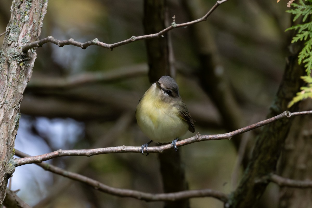 Eastern Warbling Vireo - ML635905298