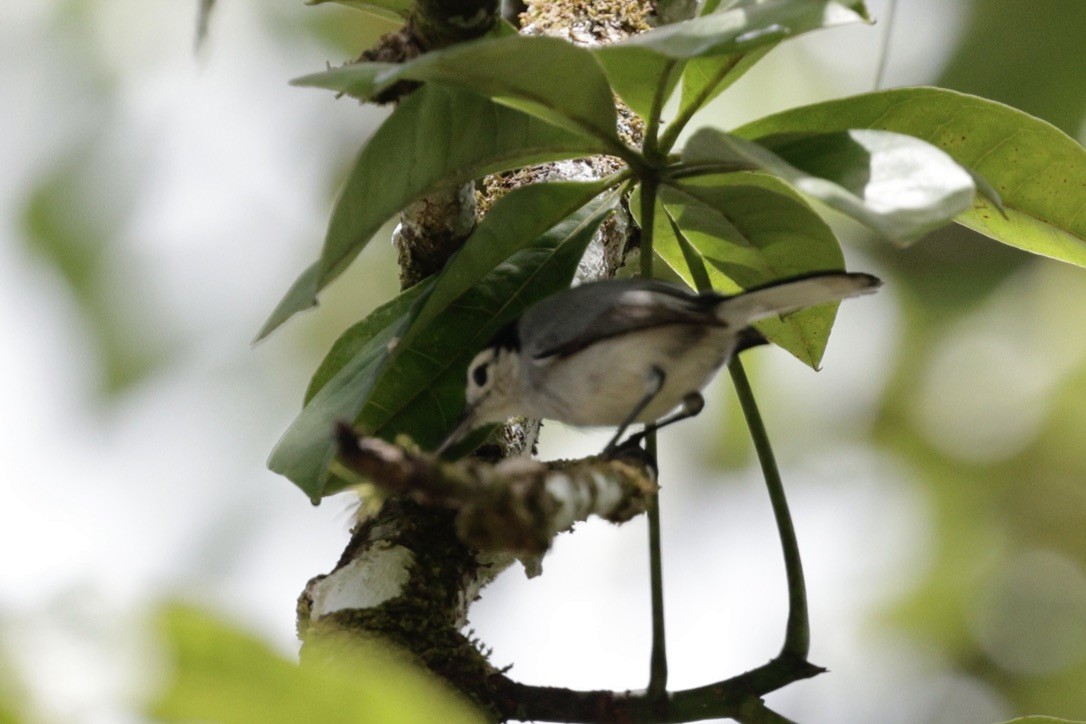 White-browed Gnatcatcher - ML635905383