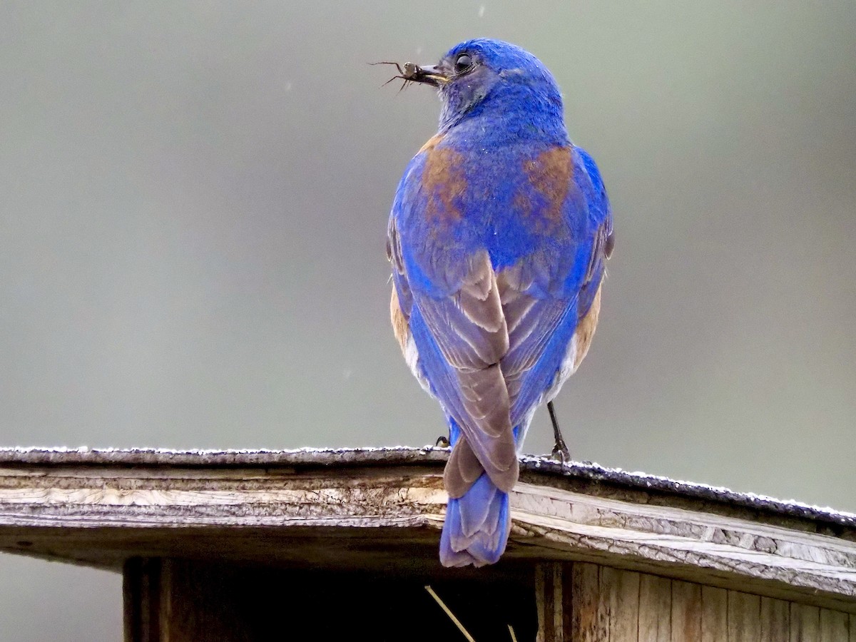 Western Bluebird - ML635905489