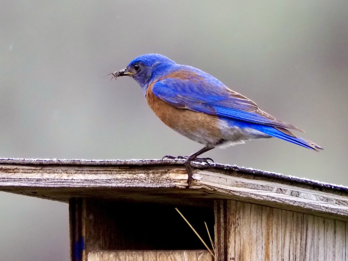 Western Bluebird - ML635905492